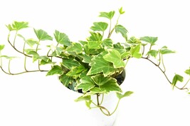 English Ivy &#39;Eva&#39;-4&quot; Pot - $32.49