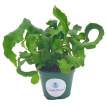 Curly Sue big in 4 inch pot, Epiphyllium guatemalensis mostrouse, Curly locks or - £22.68 GBP