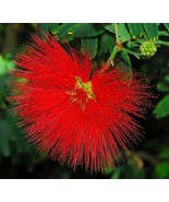 CALLIANDRA TWEEDII - With Love (Red Powder Puff) - $1,041.06 MXN