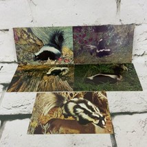 Postcard Lot Of 5 Skunks Nature Wild Animals - $9.89
