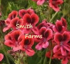 AD 25 Seeds Red Martha Washington Germanium Flowers Lots Of Blooms Home ... - $13.26