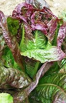 Lettuce, Red Leaf Romaine Lettuce Seeds, Organic, Non-GMO, 100+ Seeds per Packag - £2.14 GBP