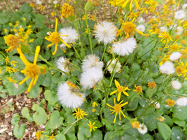50 Unknown Ligularia Species Seeds US Fast Shipping - $12.40