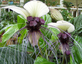 FREE SHIPPING Tacca integrifolia White Bat Flower 20 Seeds - £15.97 GBP