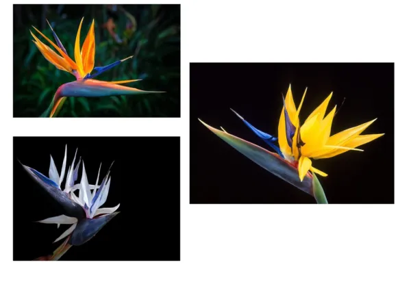 Fresh Bird Of Paradise Flower Seed Bundle 3 Colors Orange Yellow White 5 Seeds G - £27.01 GBP