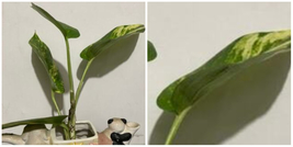 Scindapus Aureum (Pathos Family) Rare Plant Rooted (10&quot;-12&quot; -2 Leaves) - NAU1 - £48.56 GBP