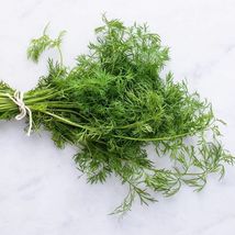 100 seeds, Dill seeds, annual - $4.50