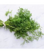 100 seeds, Dill seeds, annual - $4.50