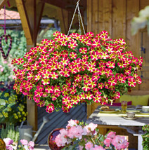 LS 1 Pack 100 Red Yellow Petunia Seeds Petunia Hybrida Garden Flower - £4.33 GBP
