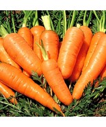 VT 500 Danvers Half Long Carrots Seeds Non GMO Heirloom Fresh Vegetable ... - $212.47 MXN