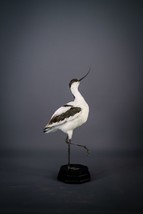 Beautiful Taxidermy Bird Pied Avocet  Mount | Wooden Base Rare - £1,179.67 GBP