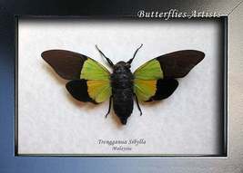 Green Gold Trengganua Sibylla Real Cicada Framed Entomology Collectible ... - $52.99