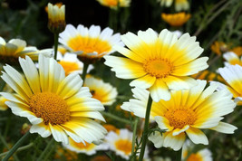 1000 Garland Crown Daisy Chrysanthemum Coronarium Flower Seeds - £6.61 GBP