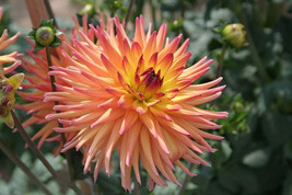VP Cactus Double Dahlia Mix Variabilis Mixed Colors Hummingbird Flower 25 Seeds - £3.83 GBP
