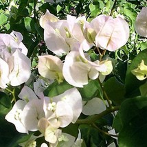 Vera White Bougainvillea Small Well Rooted Starter Plant Live Bougainvillea Star - £34.07 GBP