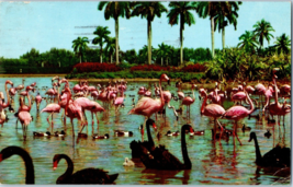 Flamingos And Swans On The Infield Lake Hialeah Race Course Postcard Posted 1958 - £5.45 GBP