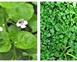 40 Seeds CORSICAN MINT Mentha Requienii Herb Fragrant Ground Cover Flower - $26.93