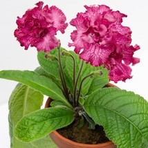 15 seeds Cape Primrose ?Eternity house plant  garden flowers From US - £7.91 GBP