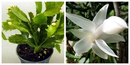 White Christmas Cactus Plant - Zygocactus - 4&quot; pot Best USA Fast Shipping - £37.76 GBP