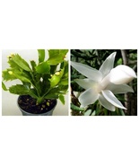 White Christmas Cactus Plant - Zygocactus - 4&quot; pot Best USA Fast Shipping - $48.99