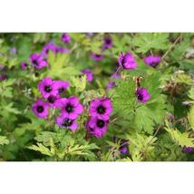 25+ Ann Folkard Geranium Seeds – Grow Vibrant Pink Heirloom Flowers - $16.50