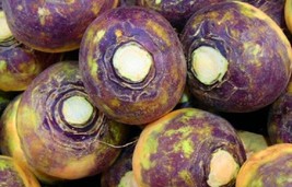 HeirloomSupplySuccess 25 Heirloom American Purple Top Rutabaga seeds - £2.34 GBP