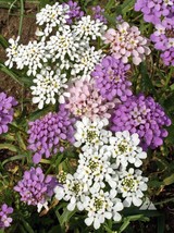 Globe Candytuft Seeds, Iberis umbellata, Beautiful Colorful Blooms, FREE... - $33.22 MXN+