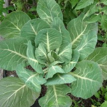 1000 Georgia Collards Southern Or Walking Collards Collard Greens Brassica Olera - $14.90