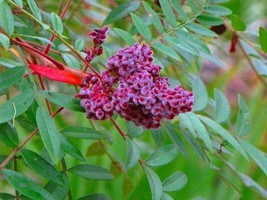 30 Seeds Winged Sumac Perfect For Garden Planting Immediate Gardening Start - £11.80 GBP