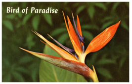 Bird of Paradise Hawaii Postcard - £7.08 GBP