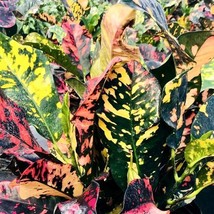 Croton Magnificent Starter Plant 2 Plants Fresh Garden - $59.80
