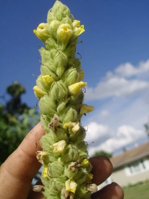 50 Great Mullein Seeds ( Verbascum Thapsus ) Up To A 5+ Foot Tall Flower Fresh G - £7.23 GBP