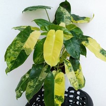 USA SELLER Burle Marx Albo Variegated Philodendron Small Rooted Starter Plant Ex - £61.07 GBP