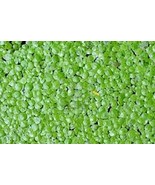 1000 Live Duckweed Plants LEMNA Minor - €10,42 EUR