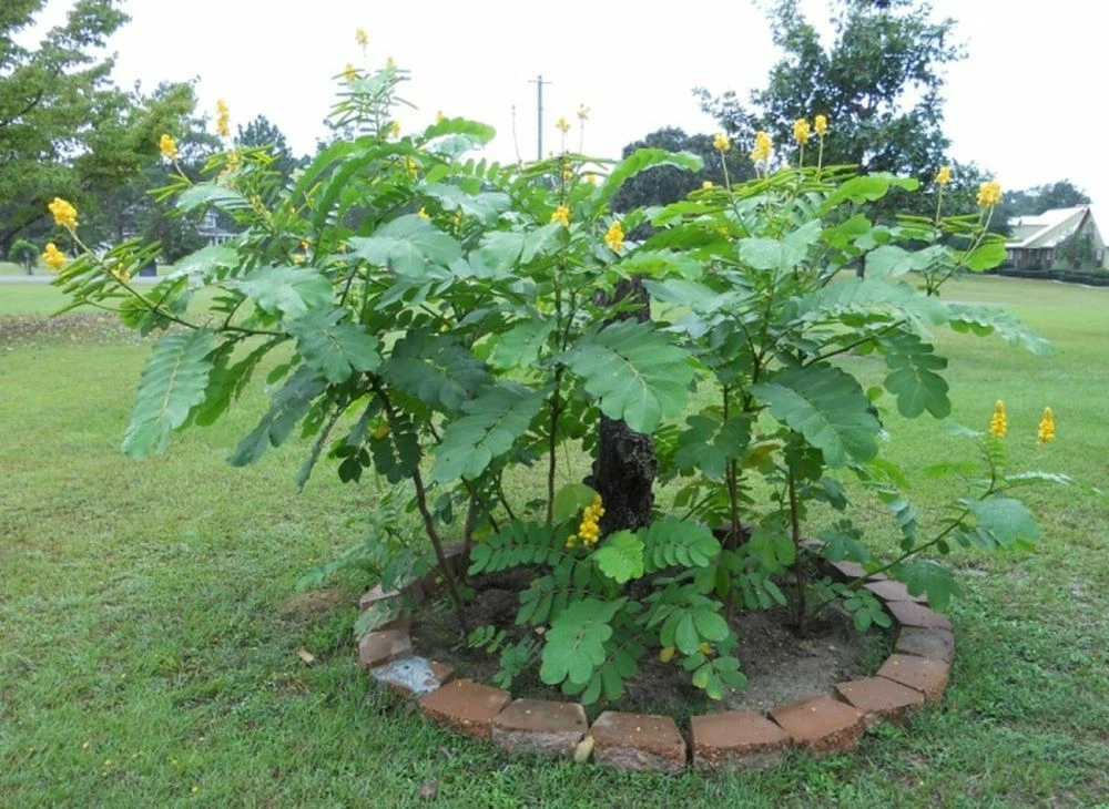 Candlestick Plant Seed - Candlebush Ringworm Cassia Medicinal - $11.85