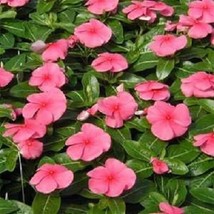 40+ Rosea Vinca Periwinkle Flower Seeds #SWB09 - £17.53 GBP