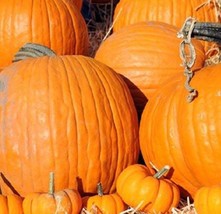 New Fresh Mammoth Pumpkin Seeds Organic Pumpkin Seeds Seeds Large Variety - $19.18