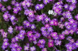 4000 Virginia Stock Malcolmia Maritima Flower Seeds From US  - $8.35