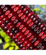 50 Seeds Jimmy Red Corn Seed - $9.96