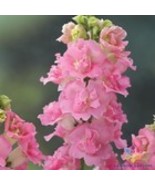 Fresh 1000 Legend Double Pink Snapdragon Seeds for Garden - $15.38 CAD