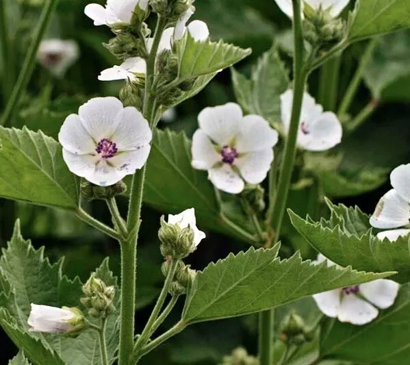 100+ Marshmallow Seeds - Althea officinalis - £3.93 GBP