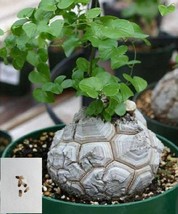 Dioscorea elephantipes Seeds, Rare Exotic Elephant Foot, Succulent Plant 5 Seeds - £4.23 GBP