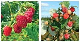 300 Pieces/Pack Lowest Price!Heritage Raspberry Garden Seeds - £19.11 GBP