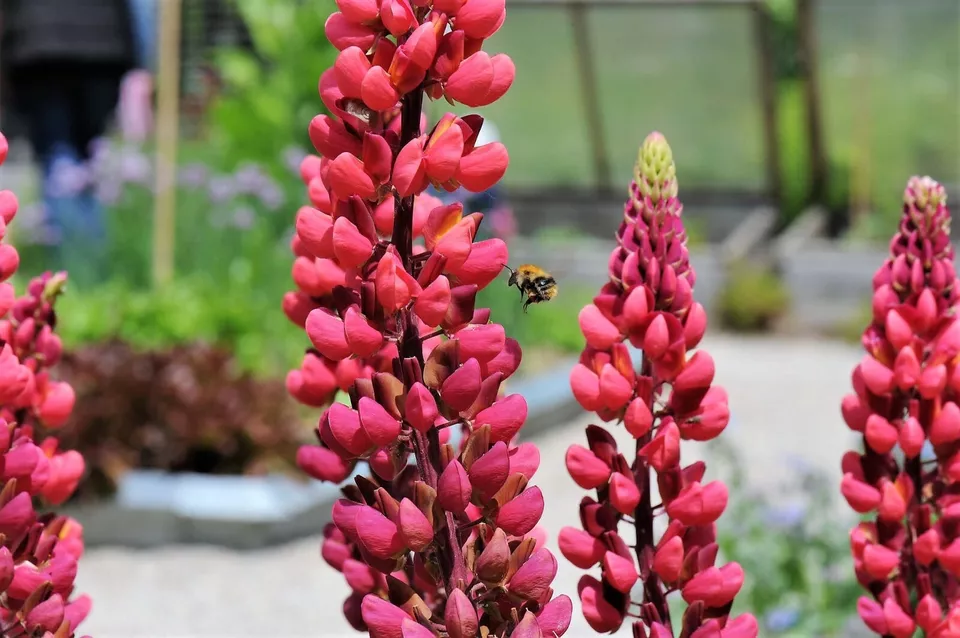 20 Fresh Seeds Red Russell Lupine - £7.24 GBP