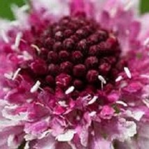 25 Beaujolais Bonnets Pincushion Scabiosa Perennial Flower Seeds Gardening USA S - £7.88 GBP