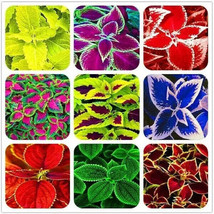 Guashi Store 25 Heirloom Coleus Seeds Beautiful Mix Color Flower Plant From US - £9.45 GBP