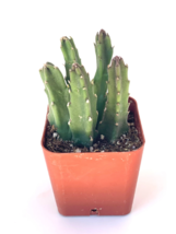 Giant Starfish Cactus Stapelia Grandiflora - 1 LIVE PLANT - £14.13 GBP