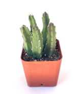 Giant Starfish Cactus Stapelia Grandiflora - 1 LIVE PLANT - £14.15 GBP