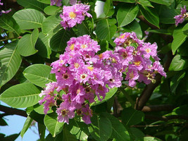 SHIPPED FROM US 40 Lagerstroemia Speciosa Pride of India Seed, BR07 - £31.81 GBP