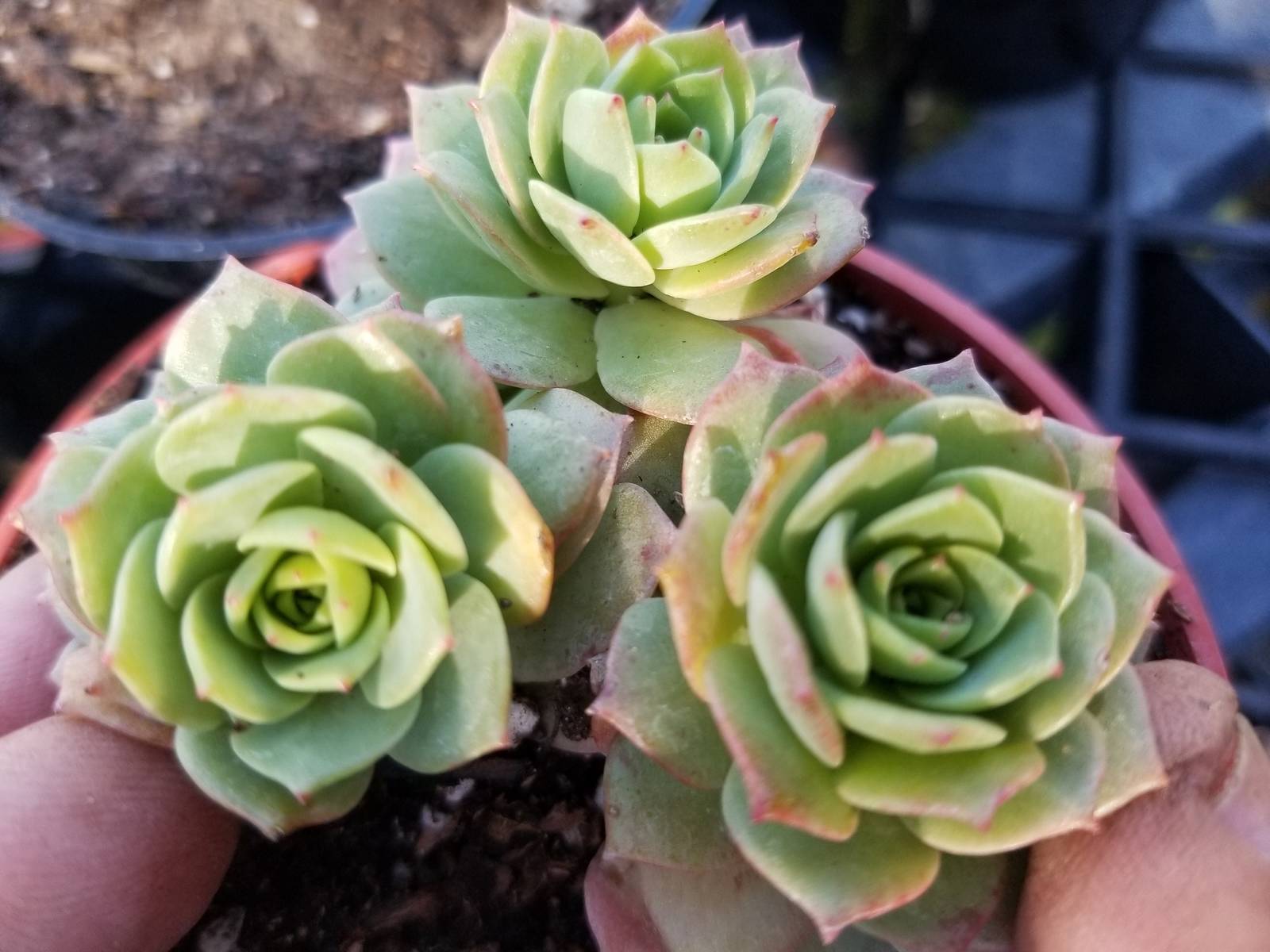 Sederia Green Rose (4&quot;pot) - $10.99